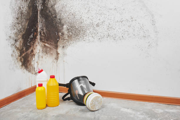 Best Best Mold Removal Companies  in Chino Hills, CA