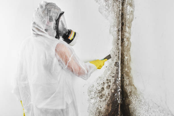 Best Commercial Mold Removal  in Chino Hills, CA