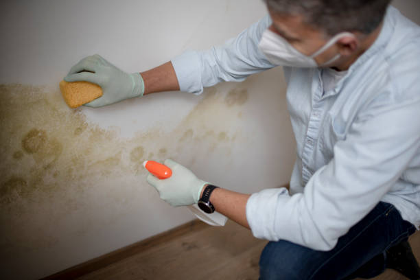 Best Professional Mold Removal  in Chino Hills, CA