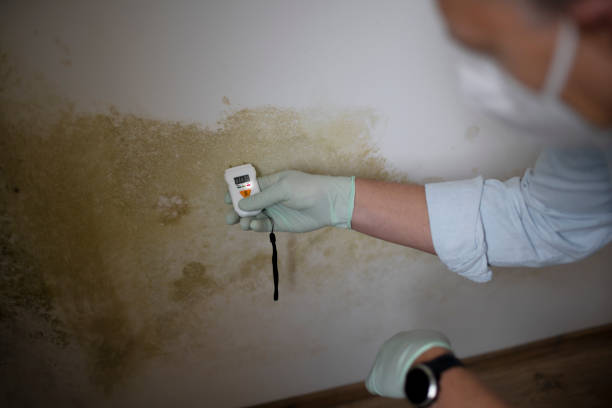 Best Fast Mold Removal  in Chino Hills, CA
