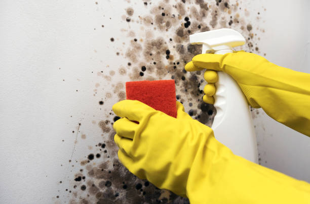 Best Mold Damage Repair  in Chino Hills, CA