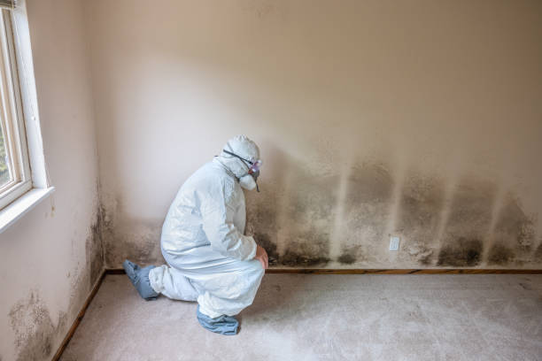 Trusted Chino Hills, CA Mold Removal Experts