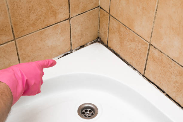Best Black Mold Removal  in Chino Hills, CA